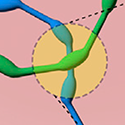 A portion of a figure from this study